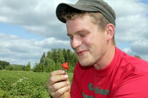 Juha Kärkäinen on mansikkamies jo kolmannessa polvessa. Kuva: Anu Salo