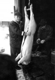 Yhä vieläkin sikojen tilateurastus omaan käyttöön on yleistä, ja se tehdään perinteisesti myöhäissyksyllä. Kuvassa sian teurastus Eurajoella 1995. Kuva: Eurajoen kotiseutuyhdistys.