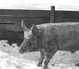 Sika saattoi ennen vanhaan toimia oraakkelina. Sika kertoi uudenvuodenyönä röhkäisyllään, pääseekö kysyjä tulevana vuonna naimisiin. Kuva: Nils Westermarck/Suomen maatalousmuseo Sarka.