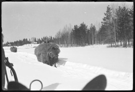 Heinäkuormia ajetaan hevosilla 1930-luvulla Hämeessä. Kuva: Suomen maatalousmuseo Sarka /  Nils Westermarck