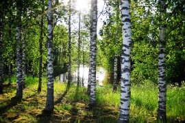 Hyvää juhannusta! Kuva: Ari Reinikainen