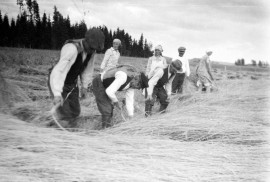 Vanha maatiaisruis on hyvin pitkää ja siksi yleensä korjuuaikaan kevyesti laossa. Kuvassa elonkorjuuta Loimaalla 1930-luvulla. Kuva: Suomen maatalousmuseo Sarka.