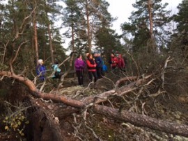 Myrskytuulet olivat kaataneet puita Kurittulassa. Kuva: Sari Kuusinen.