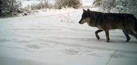 Tämä Oripään ja Pöytyän laumaan kuuluva susi taltioitui riistakameraan tammikuun lopulla Oripäässä.