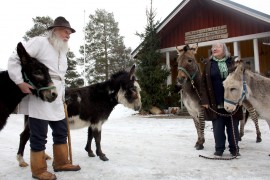 Koossa tärkeimmät aaseja myöten. Justus, Lili-Marlene, seepran ja aasin risteytys Sepa sekä Kassu saavat kulkea pihalla vapaina. Tauno ja Mirja Suominen kuitenkin huolehtivat laumasta tarkkaan. Kuva: Maija Paloposki