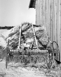 Rekon päivänä ennustettiin heinäsäitä. Kuva: Nils Westermarck / Suomen maatalousmuseo Sarka