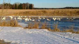 Joutsenia näkyy nyt meidänkin seudun pelloilla kymmenittäin.