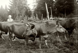 Yrjön päivä on perinteinen karjan uloslaskupäivä. Kuva vuodelta 1929 Lempäälästä. Kuva: Väinö Niemi / Suomen maatalousmuseo Sarka.