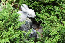 Kanit piilottelevat etupihan muhkeassa istutuksessa. Kuva: Emilia Voltti