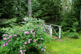 Takapihalta metsään vie kaunis pieni silta, jonka vieressä kukkii ruusu. Kuva: Siiri Jumppanen