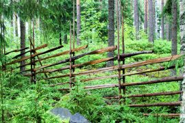 Riukuaita pihan ja metsän reunassa koristaa, mutta samalla myös rajaa pihaa. Kuva: Siiri Jumppanen