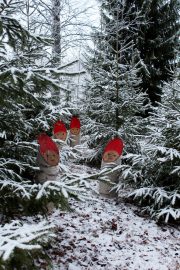 Mökkipihamme monimuotoisuutta Vampulan Kukonharjassa 17.12.2016. Kuva: Armi Kaunisto