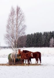 Joulu saapuu jokaiselle... Kuva: Marita Lieskivi 