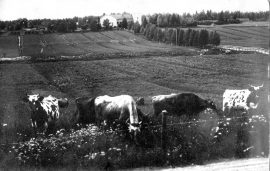 Näkymä Punkalaitumen kirkonkylän Urjalan-Huittisten maantieltä Punkalaitumenjoen yli pappilaan päin. Kuva on otettu nykyisen terveyskeskuksen kohdalta vuoden 1930 vaiheilla. Etulalla Kirkko-Jaakolan karjaa laitumella, taustalla koivukujan päässä pappila ja vasemmalla silta, joka nykyisin on kevyen liikenteen riippusilta. Kuva Heikki Keskumäen arkistosta.