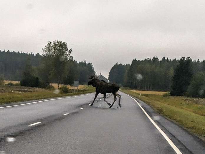 LUKIJAN KUVA Liikenteessä on taas syytä olla varovainen. Tämä hirvi ei käyttänyt suojatietä Ysitiellä Pahkapirtin nurkilla torstaiaamuna. Kuva: Pirjo Anttila