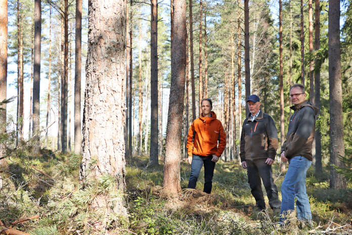 Virttaan yhteismetsää on hoidettu säännöllisesti sen 50-vuotisen kasvun ajan. Metsä Groupin Mikko Kaamanen, Veijo Lehtinen ja Jari Mäntylä kehuvat metsän kasvavan laadukkaasti, kun sitä harvennetaan oikea-aikaisesti.