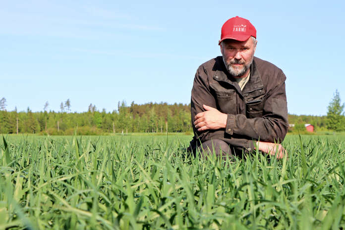 Markku Rämön huhtikuun alussa kylvämä kaura on polven korkuista eli tässä tapauksessa yli puolimetristä. Kylvön yhteydessä se sai typpeä 60 kiloa hehtaarille. Typpeä on lisätty 15 kiloa hehtaarille toukokuun puolivälissä. Vielä on mahdoton sanoa, koska lohkoa päästään puimaan. Jos joku arvaus pitää heittää, Rämö arvioi heinäkuun loppua, mutta isolla kysymysmerkillä.