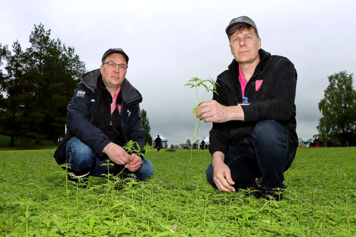 Trans Farmin Tuomas Levomäki ja Jyrki Leppälä kehuvat erikoiskasvien merkitystä niin tilan kannattavuuden, maaperän, monipuolisen viljelykierron kuin niiden esikasviarvon puolesta. Levomäen öljyhamppulohko on kylvetty 19. toukokuuta. Viime viikolla se oli 40-senttistä. Levomäen mukaan suotuisissa olosuhteissa kasvi kasvaa viisi senttiä vuorokaudessa tai jopa enemmän. – Siinä jäävät rikkakasvit alle.