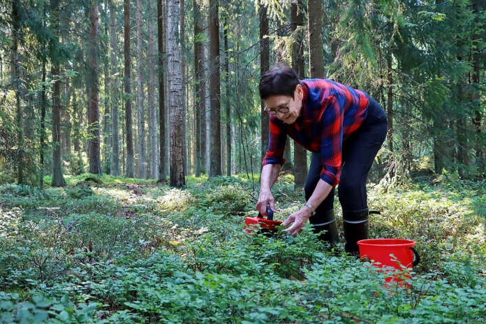Vaikka mustikkasato jää Karoliina Kirvelän mukaan tänä vuonna keskinkertaiseksi, ja paikoin jopa huonoksi, kosteimmilla paikoilla marjaa löytyy ja se on myös hyvänkokoista.